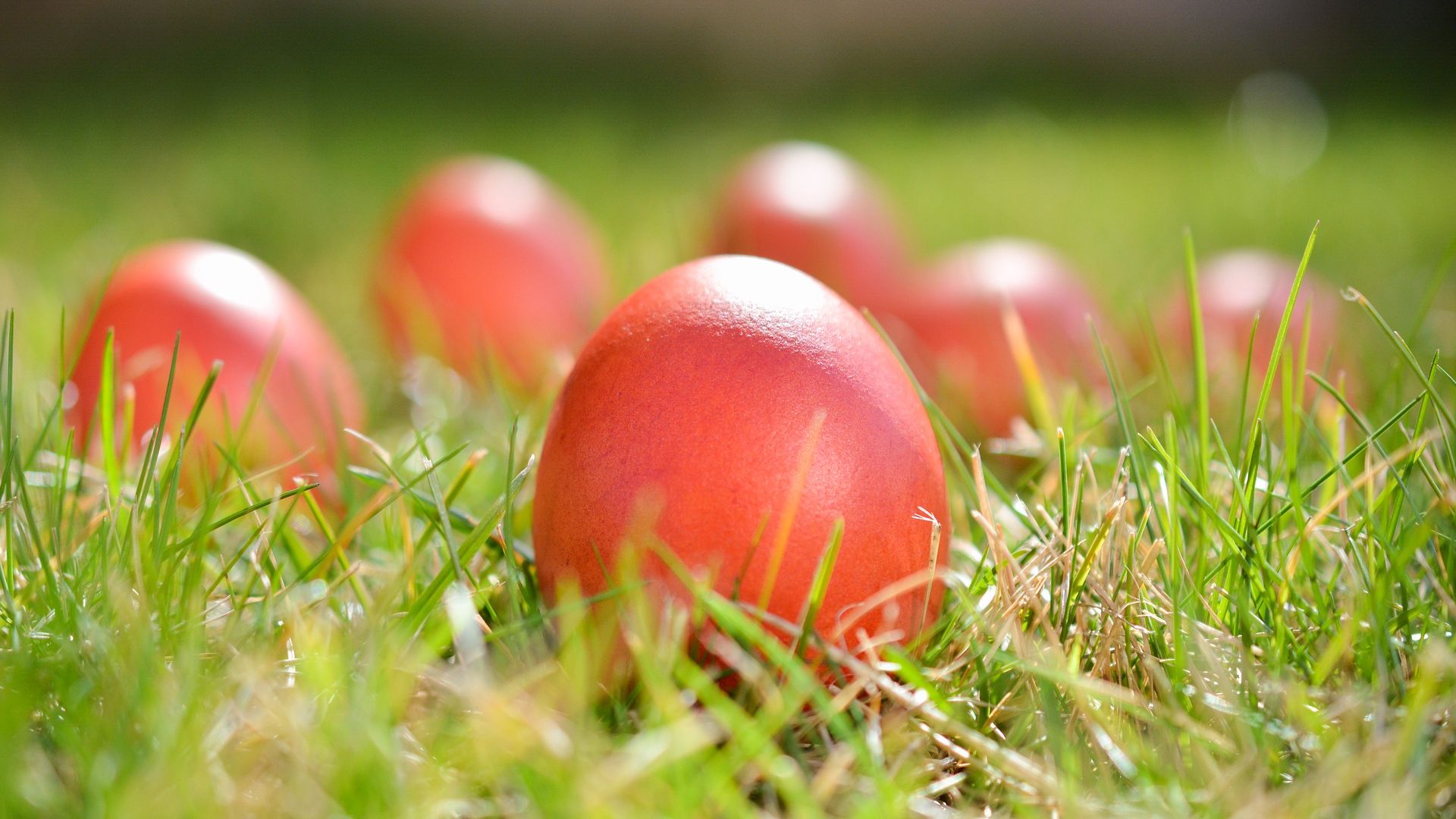 Wallpaper Easter eggs, colored, grass