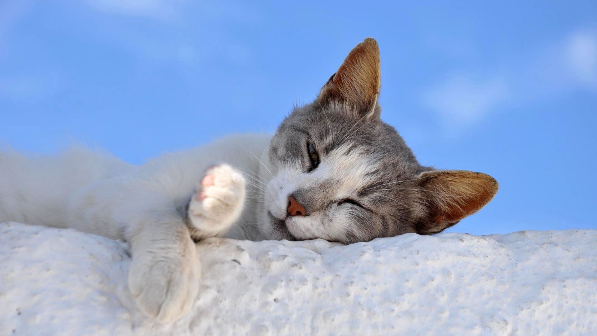 Wallpaper Kitten, cat animal, relax