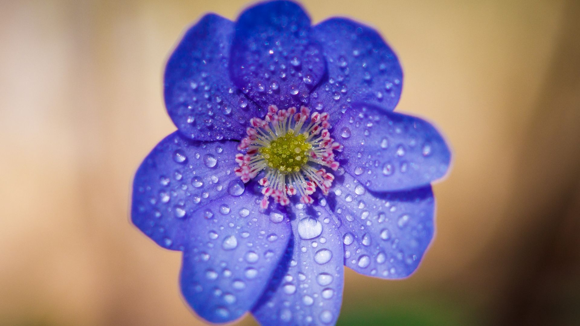 Wallpaper Blue flower, 4k, water drops, portrait