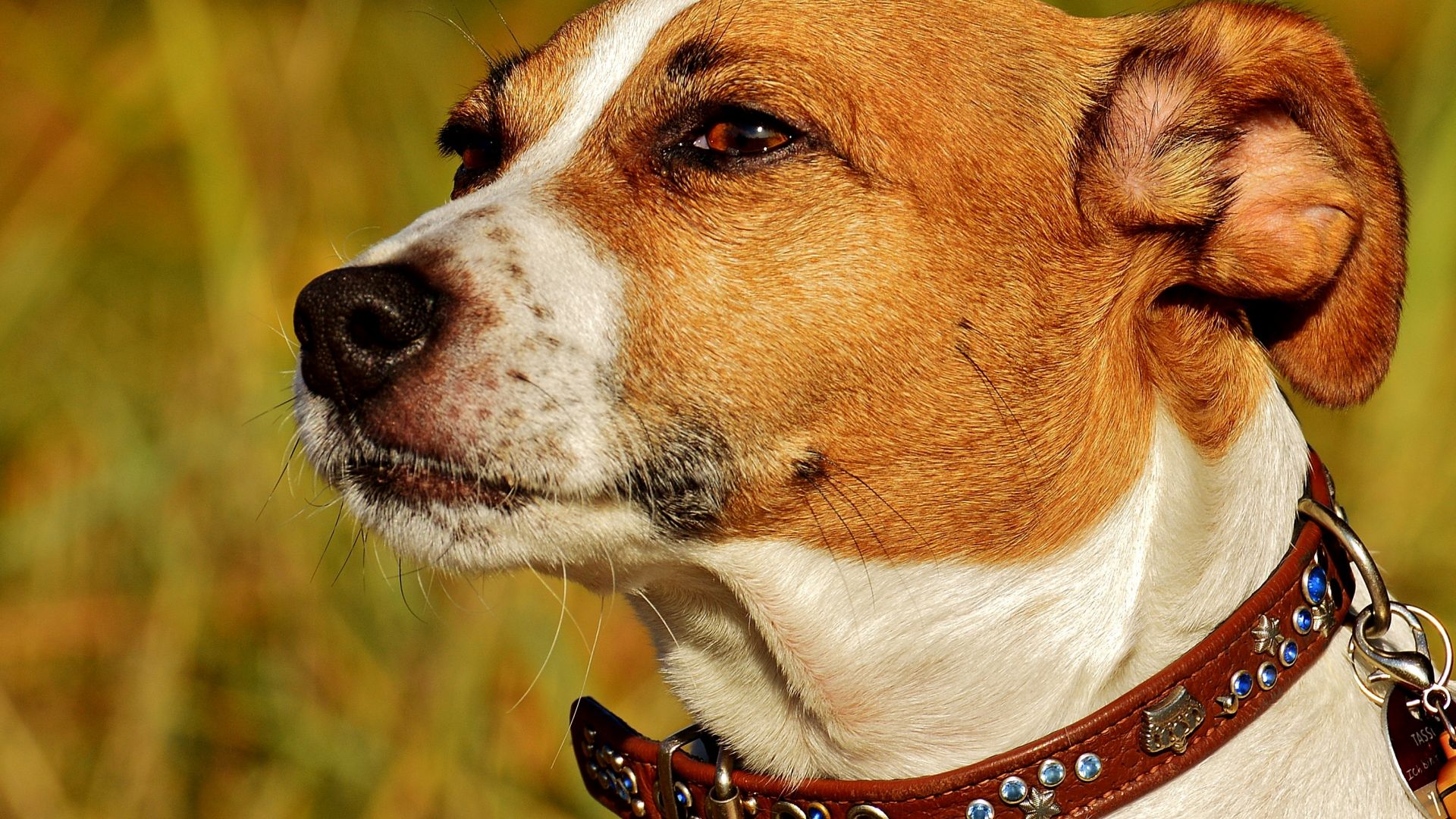 Wallpaper Jack russell, dog, confident, muzzle, 4k