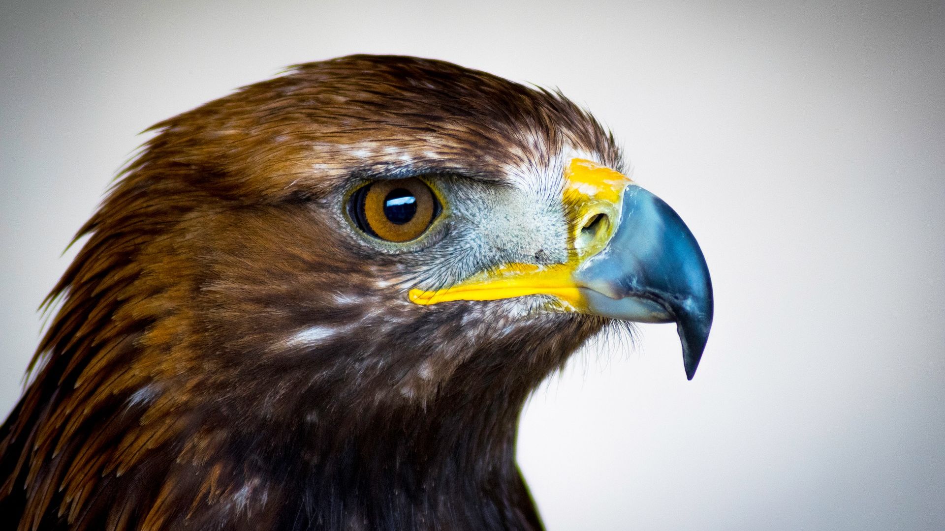 Wallpaper Golden eagle, muzzle, head, beak, feathers