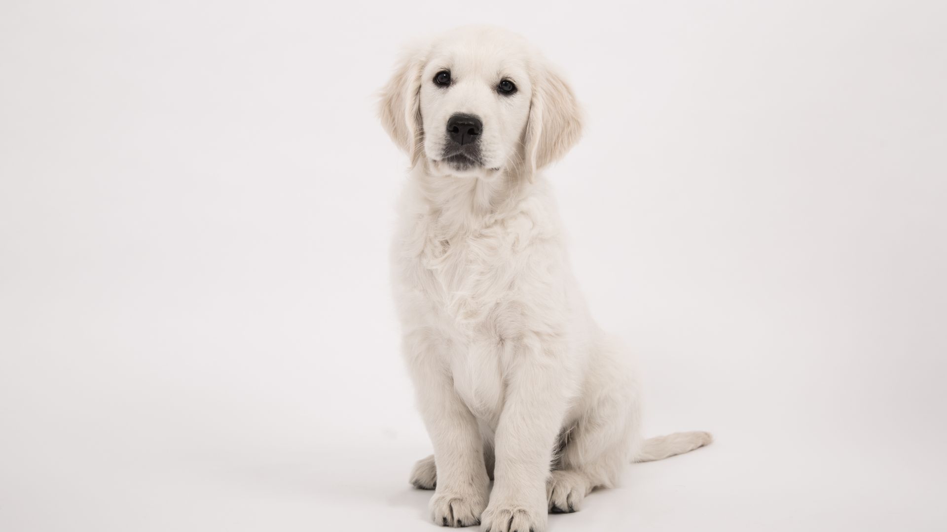Wallpaper Staring, cute, puppy, golden retriever, 4k