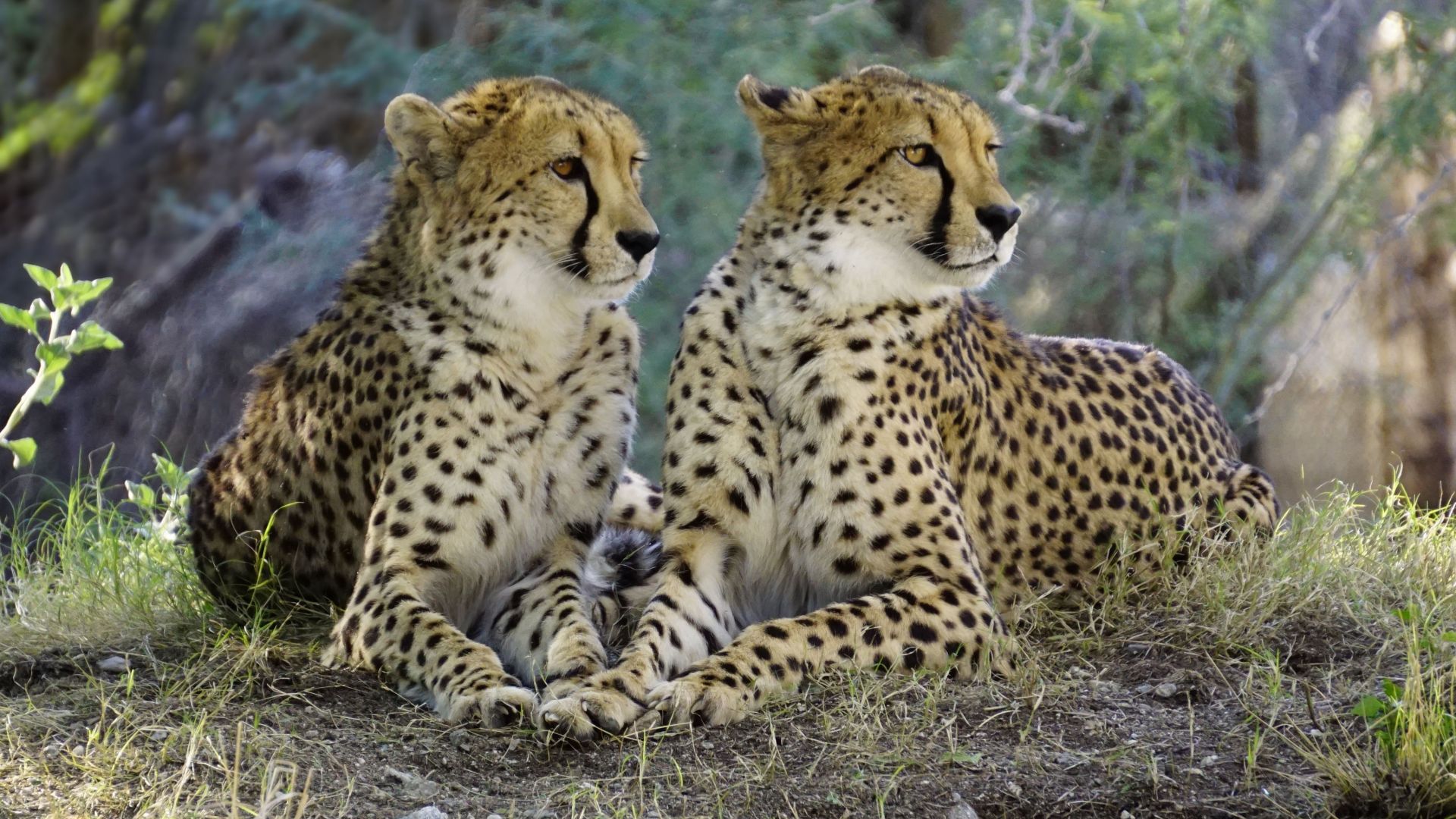 Wallpaper Cheetah, predator, sitting, wild animals