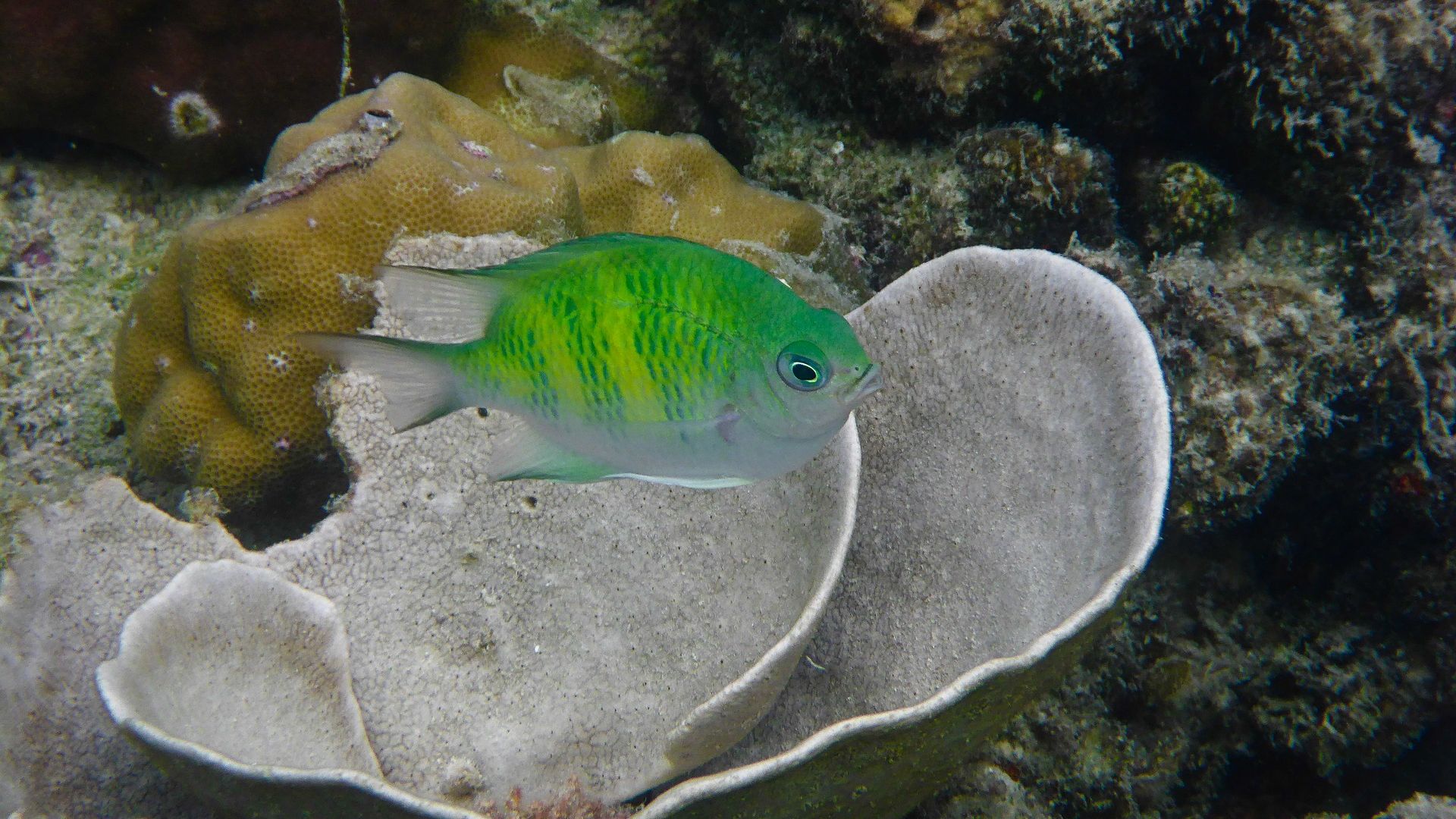 Wallpaper Green fish, underwater, sea animal