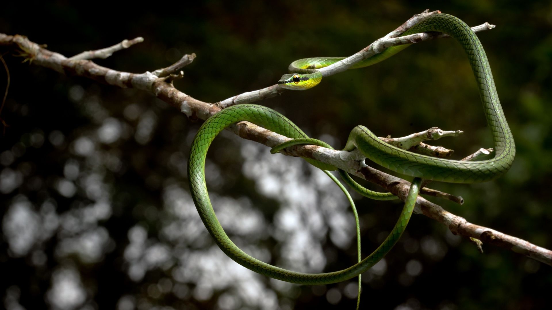 Wallpaper Green snake, reptile, tree branch