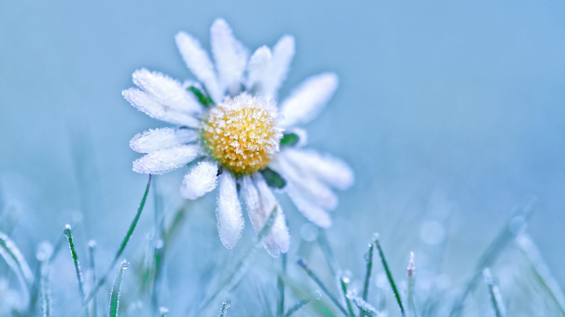 Wallpaper Snowfrost, white daisy flower, winter