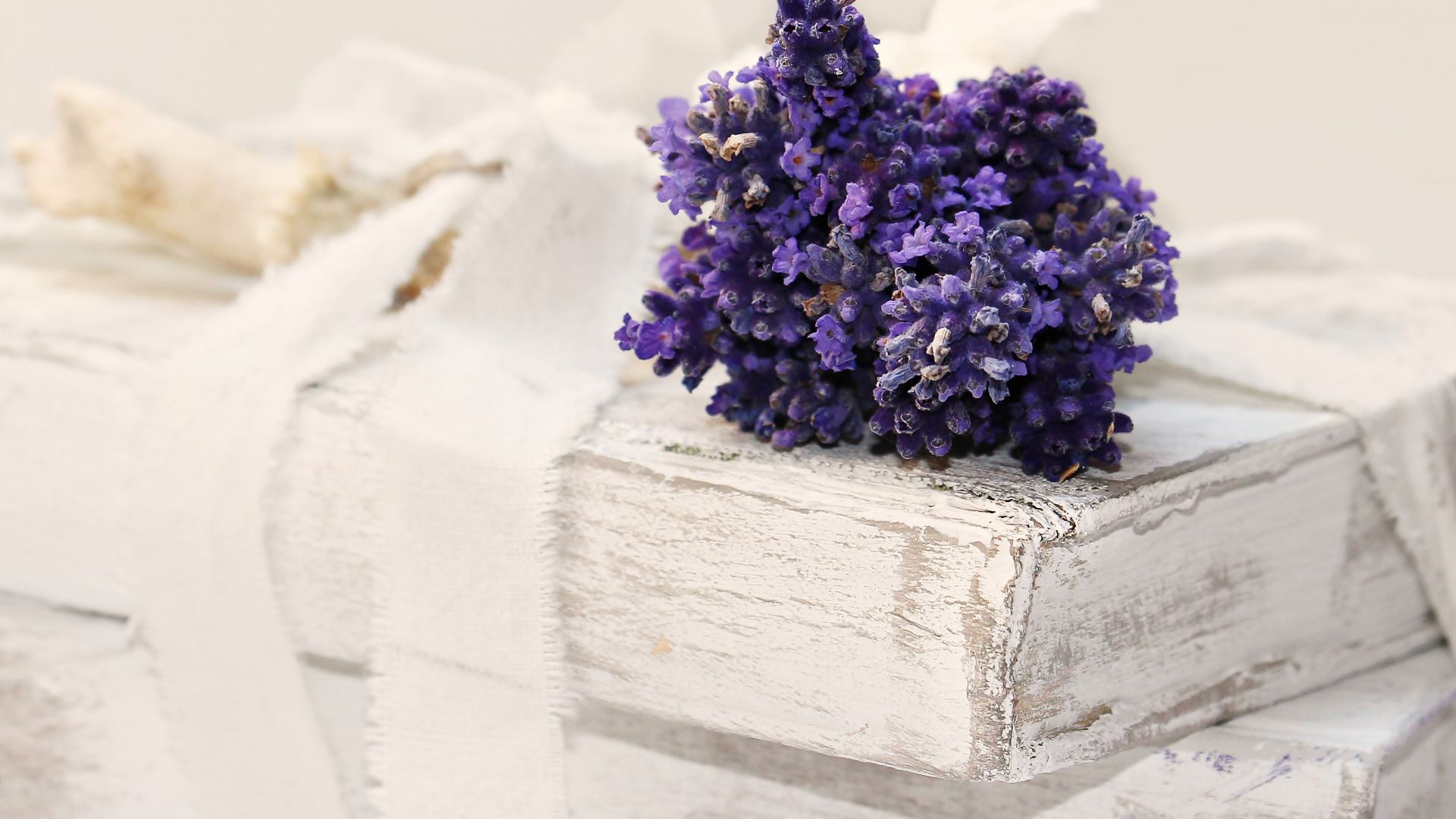 Wallpaper Lavender, purple flowers, wrapper, ribbons