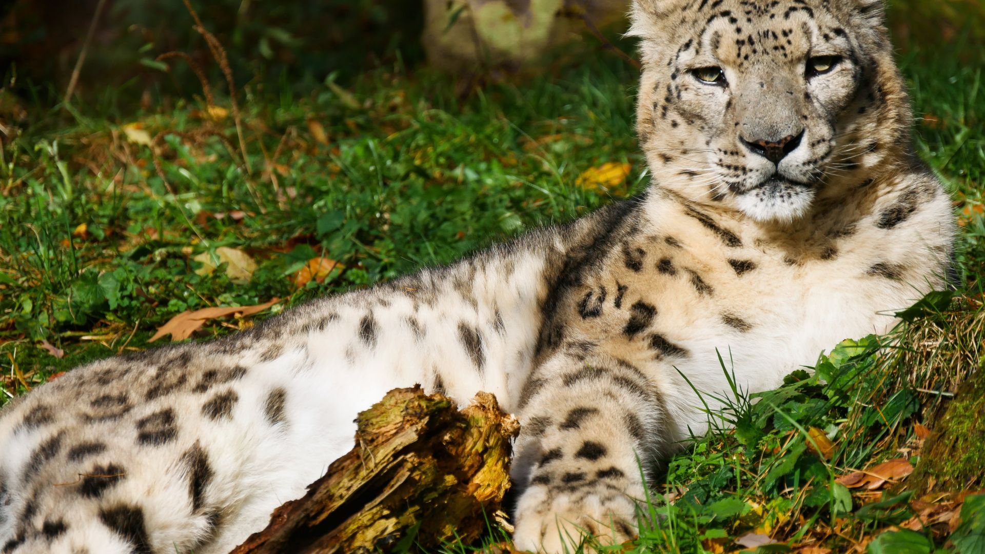 Wallpaper Snow leopard, predator, calm, relaxed, 4k