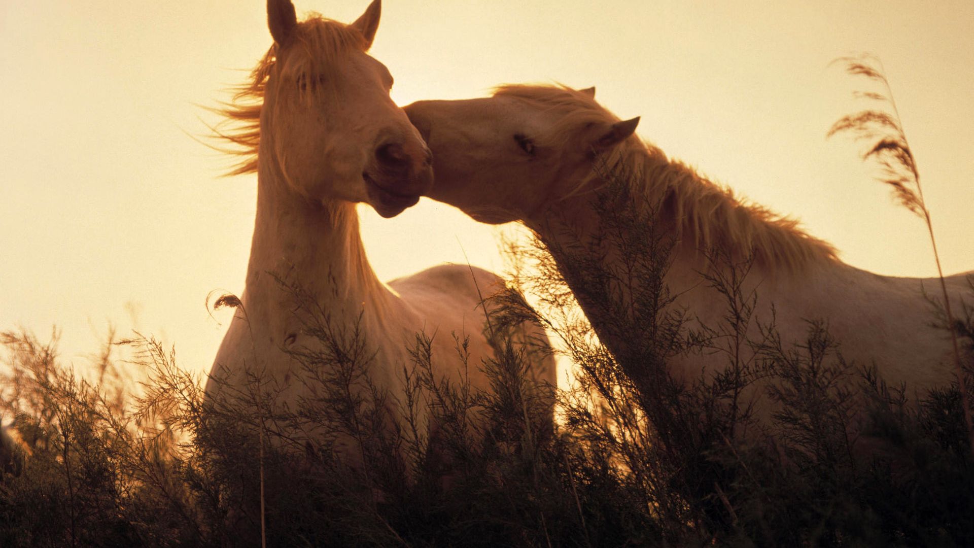 Wallpaper Cute horse couple