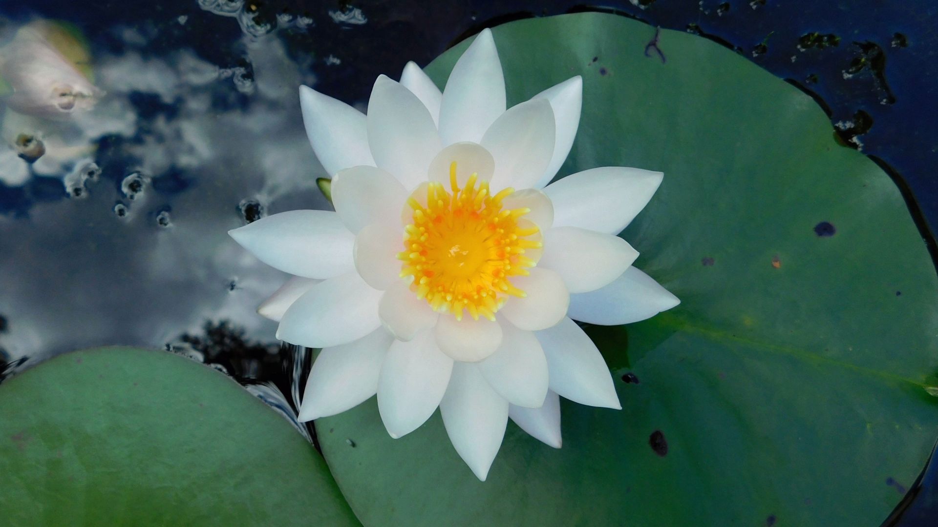 Wallpaper Water lily, white flower, leaves, pond, 4k