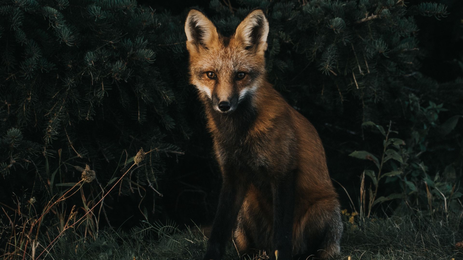 Wallpaper Fox, predator, forest, animal, grass