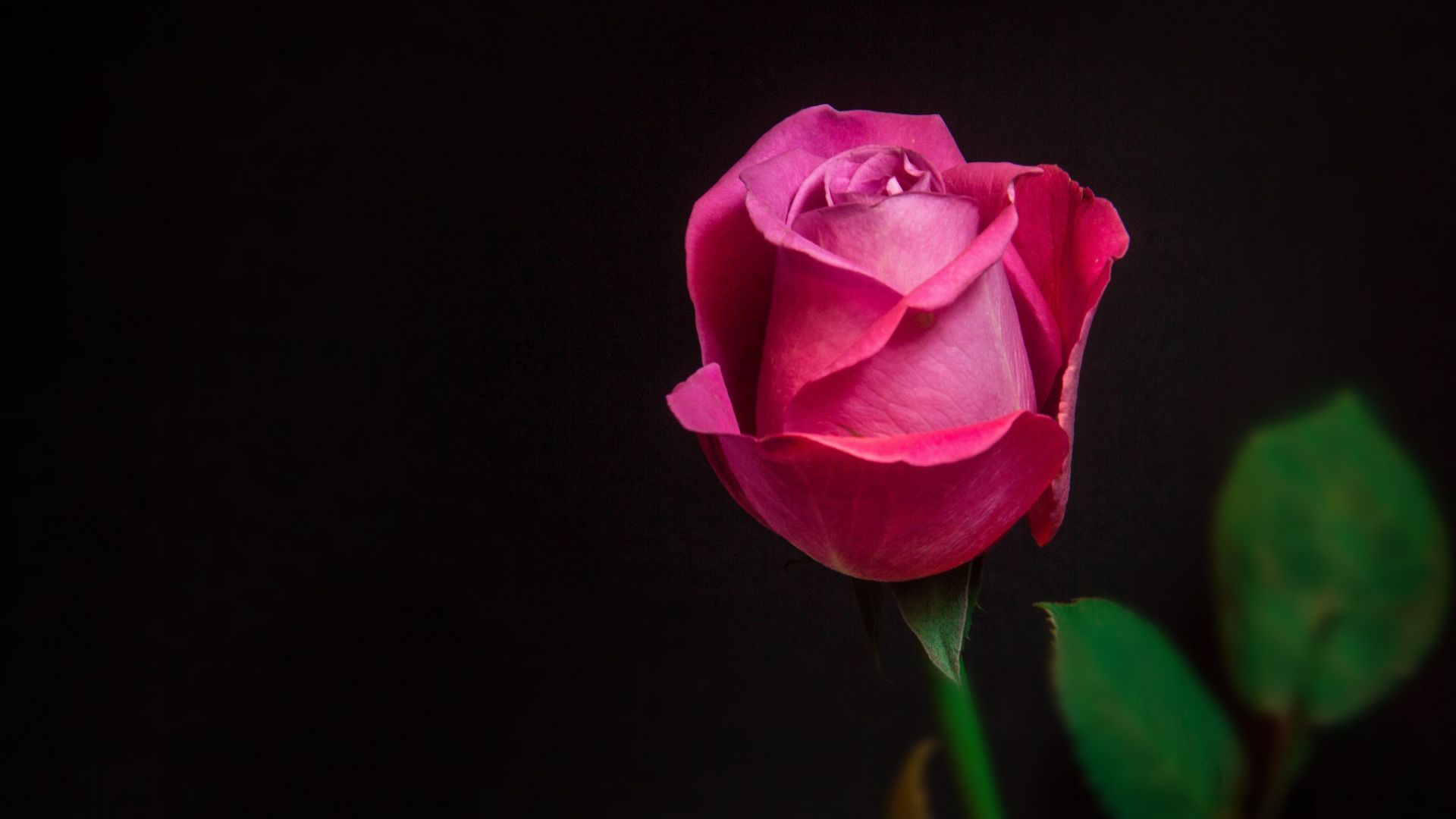 Wallpaper Pink rose bud