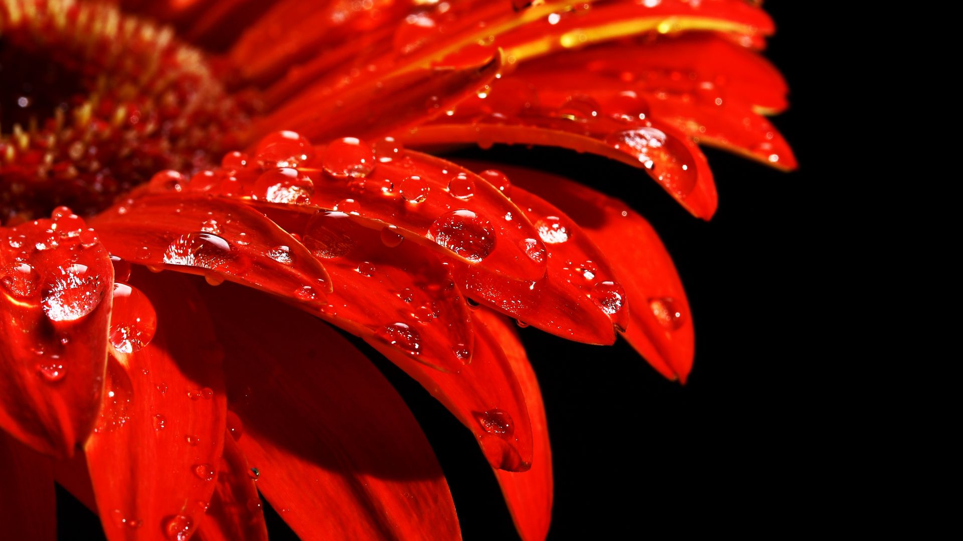 Wallpaper Close up, red flower, petals, drops
