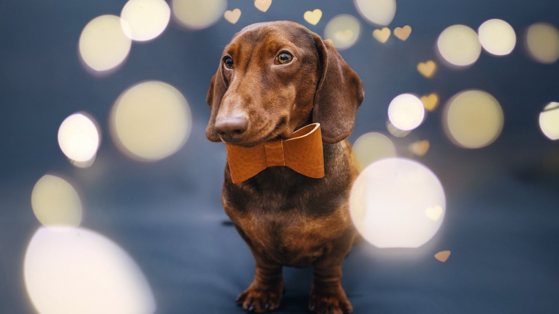Wallpaper Cute, dachshund, dog, animal