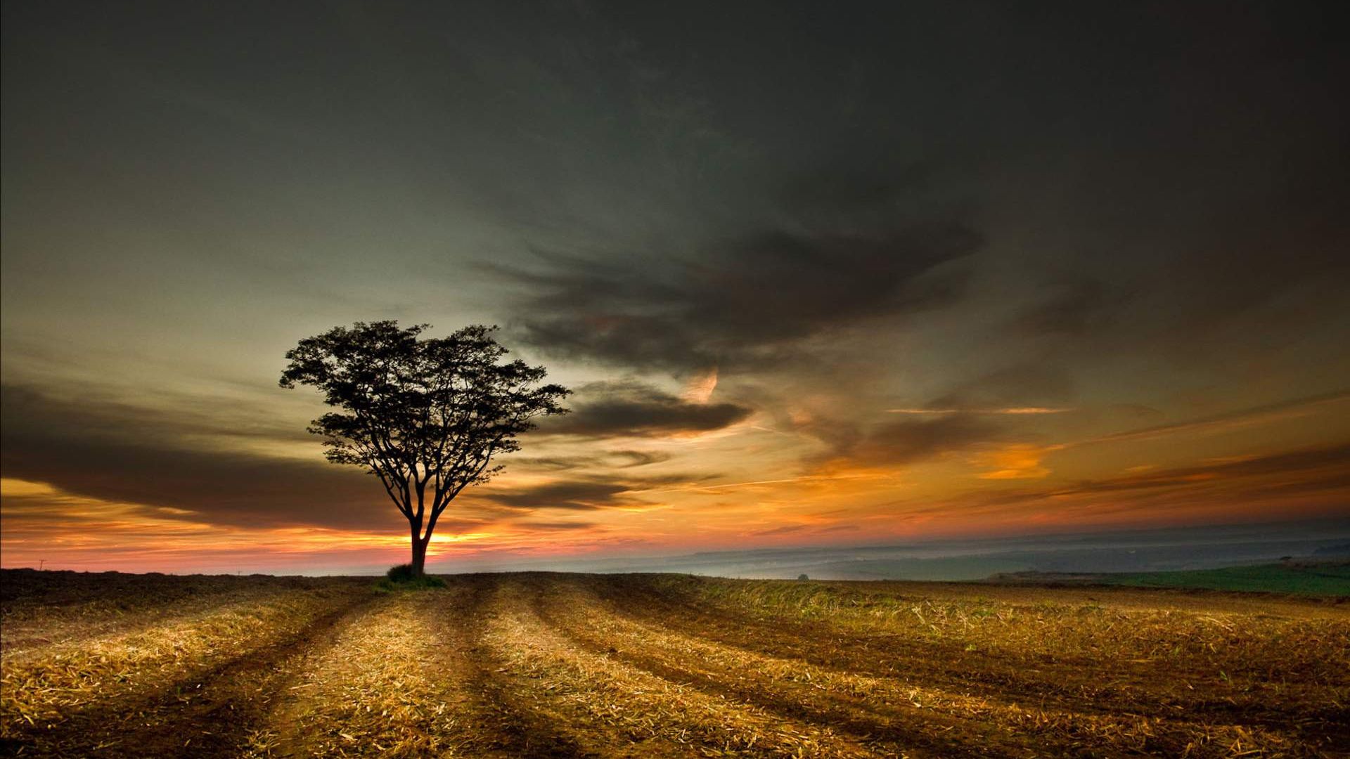 Desktop Wallpaper Empty Field Lonely Tree Sunset, Hd Image, Picture,  Background, Deh8uq