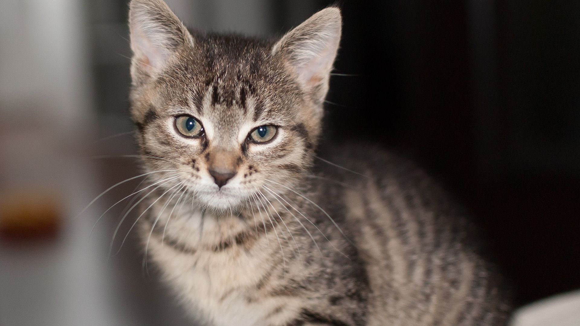 Wallpaper Kitten, pet & domestic cat