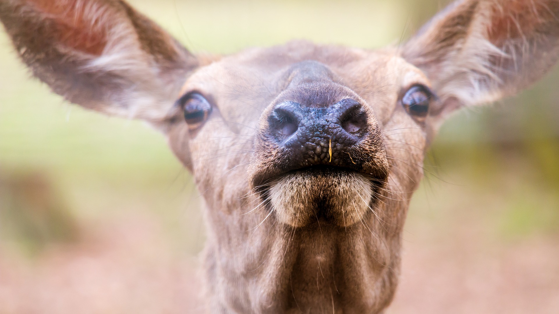 Wallpaper Deer muzzle, close up
