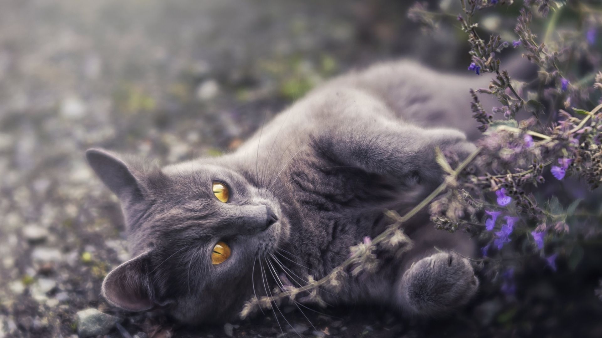 Wallpaper Cute, Gray cat, play
