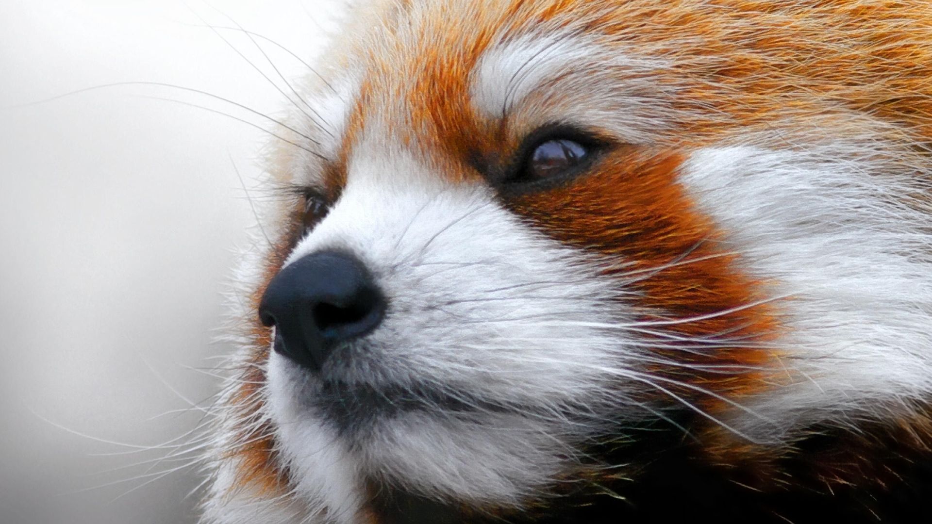 Wallpaper Red panda's cute face