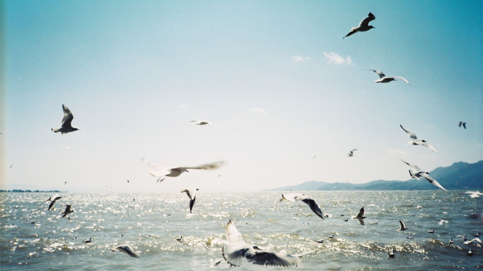 Wallpaper Seagulls, birds, sea, flying
