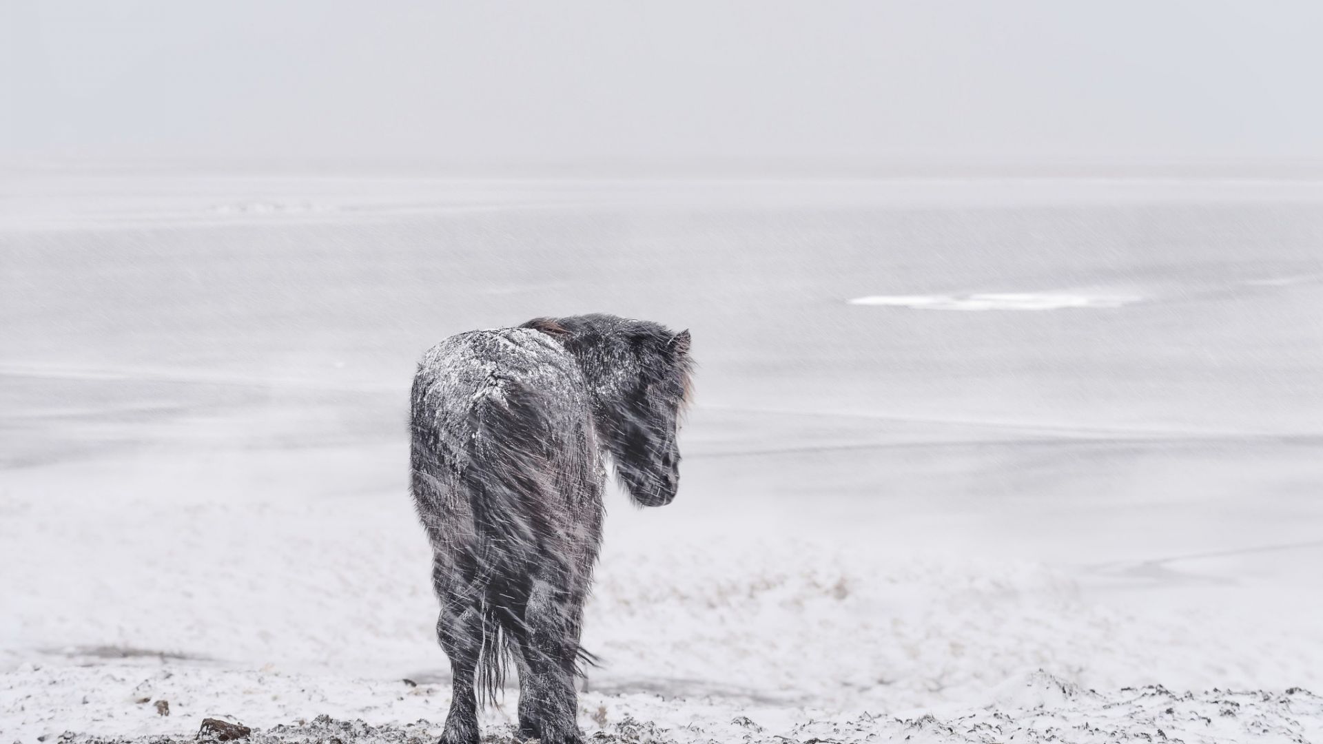Wallpaper Snowfall, horse, animal, winter