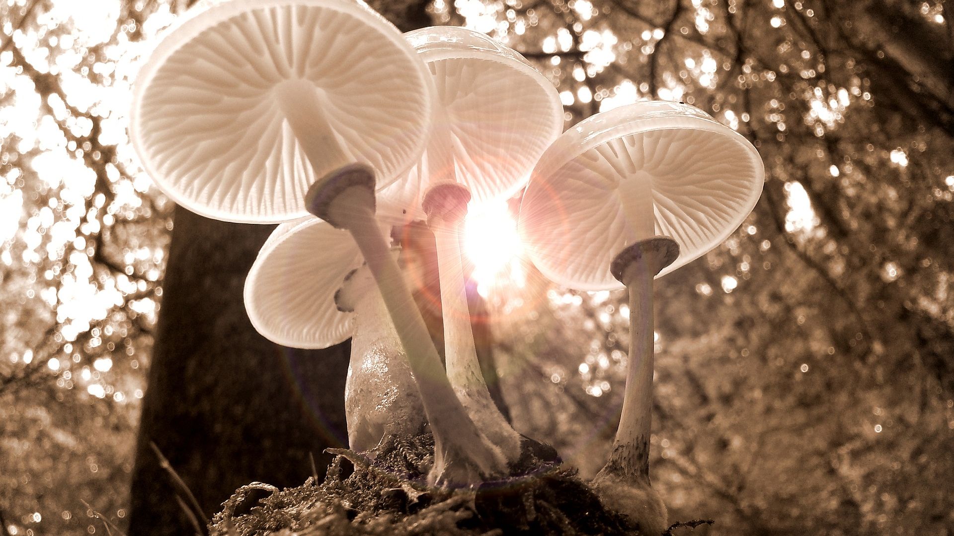 Wallpaper Forest, white mushrooms, fungus