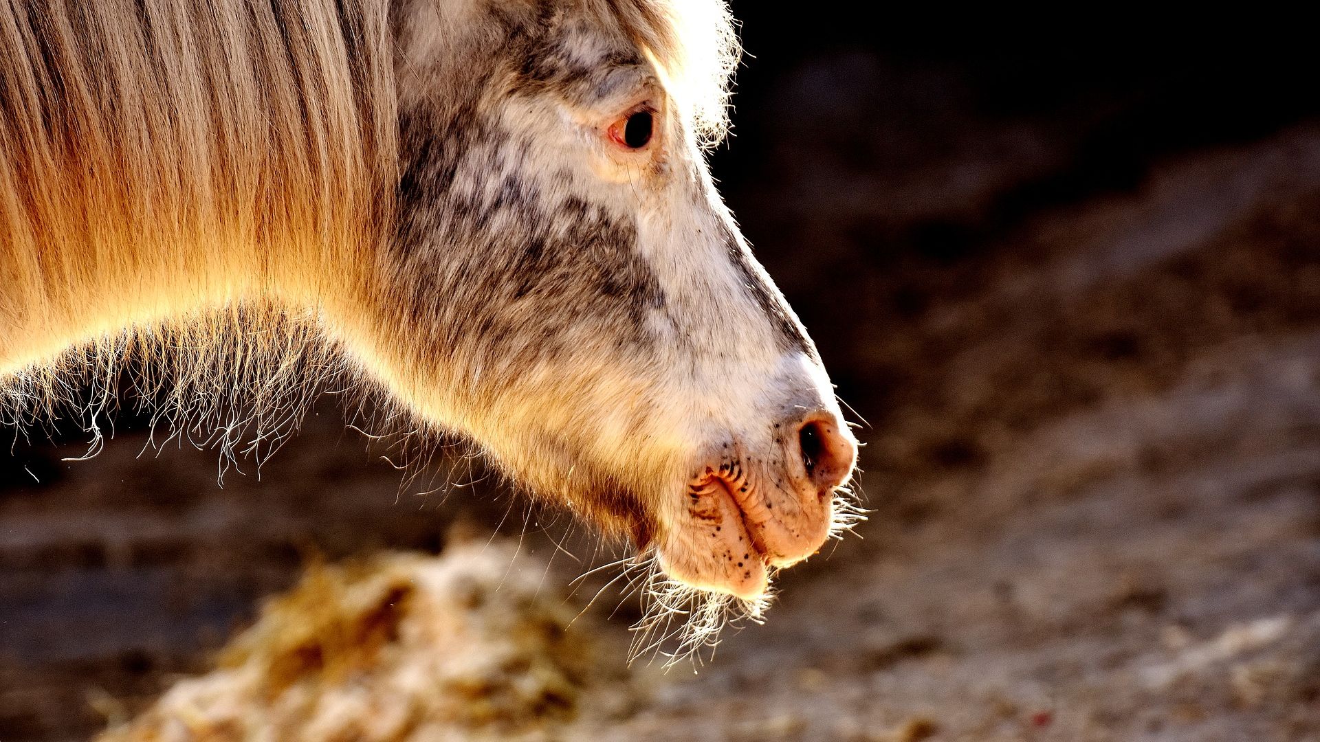 Wallpaper Pony, horse muzzle, animal