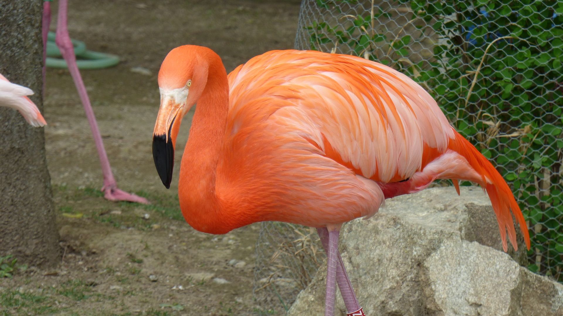 Wallpaper Flamingo, big pink bird, zoo