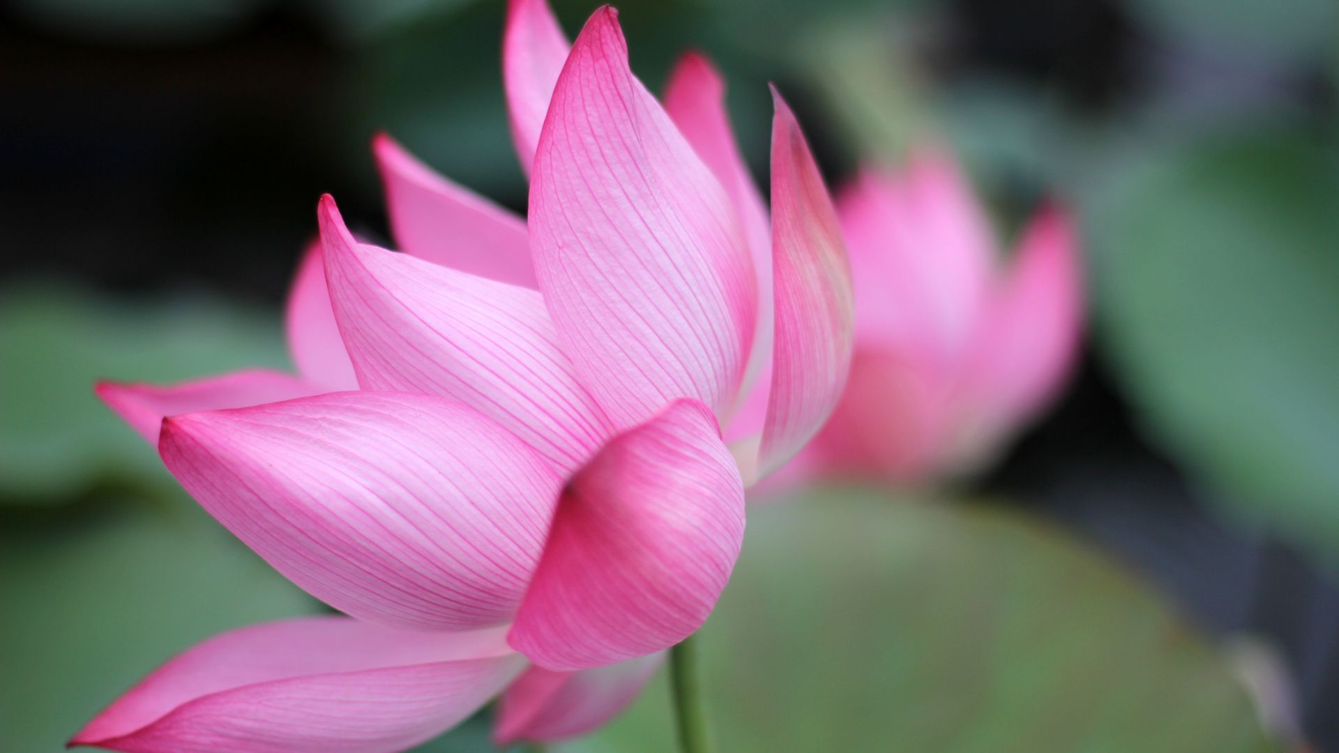 Wallpaper Lotus petals, pink flower, close up
