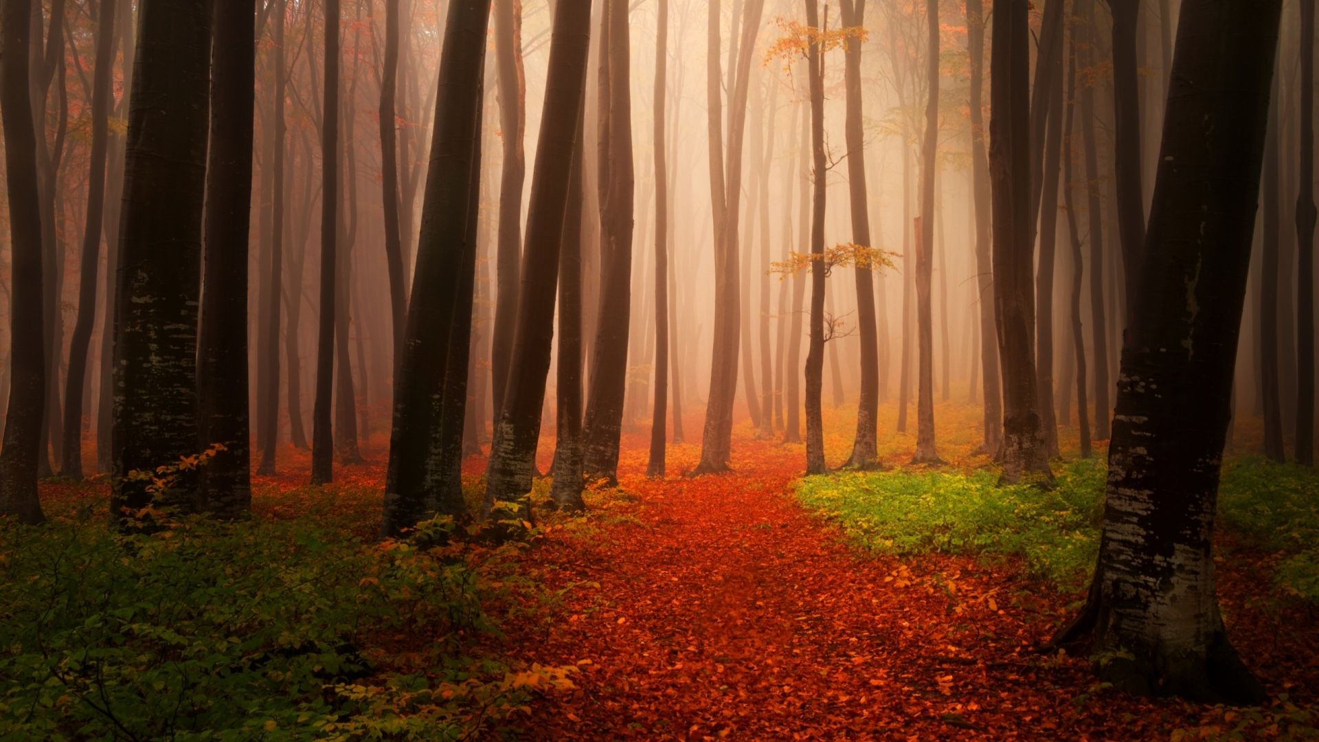 Desktop Wallpaper Misty Autumn Forest, Hd Image, Picture, Background, Dhowsp