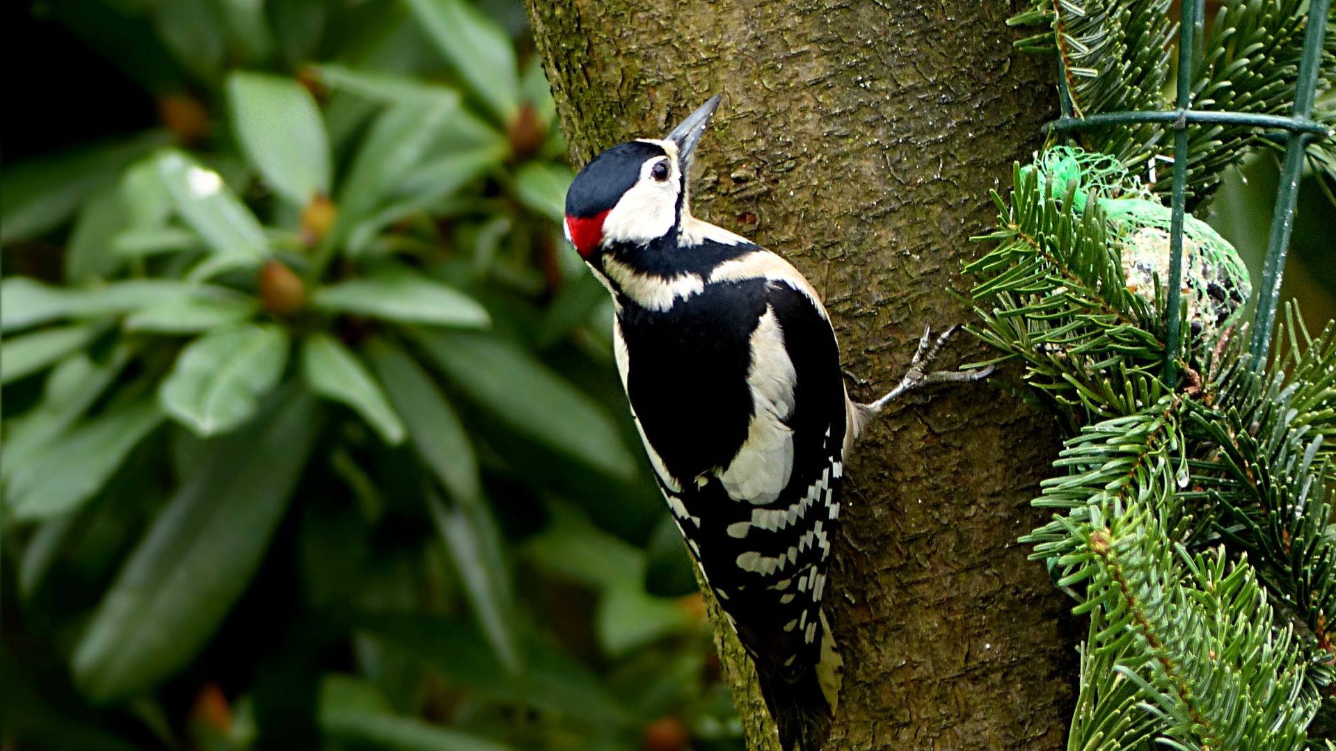Wallpaper Woodpecker bird, spotted bird, tree trunk