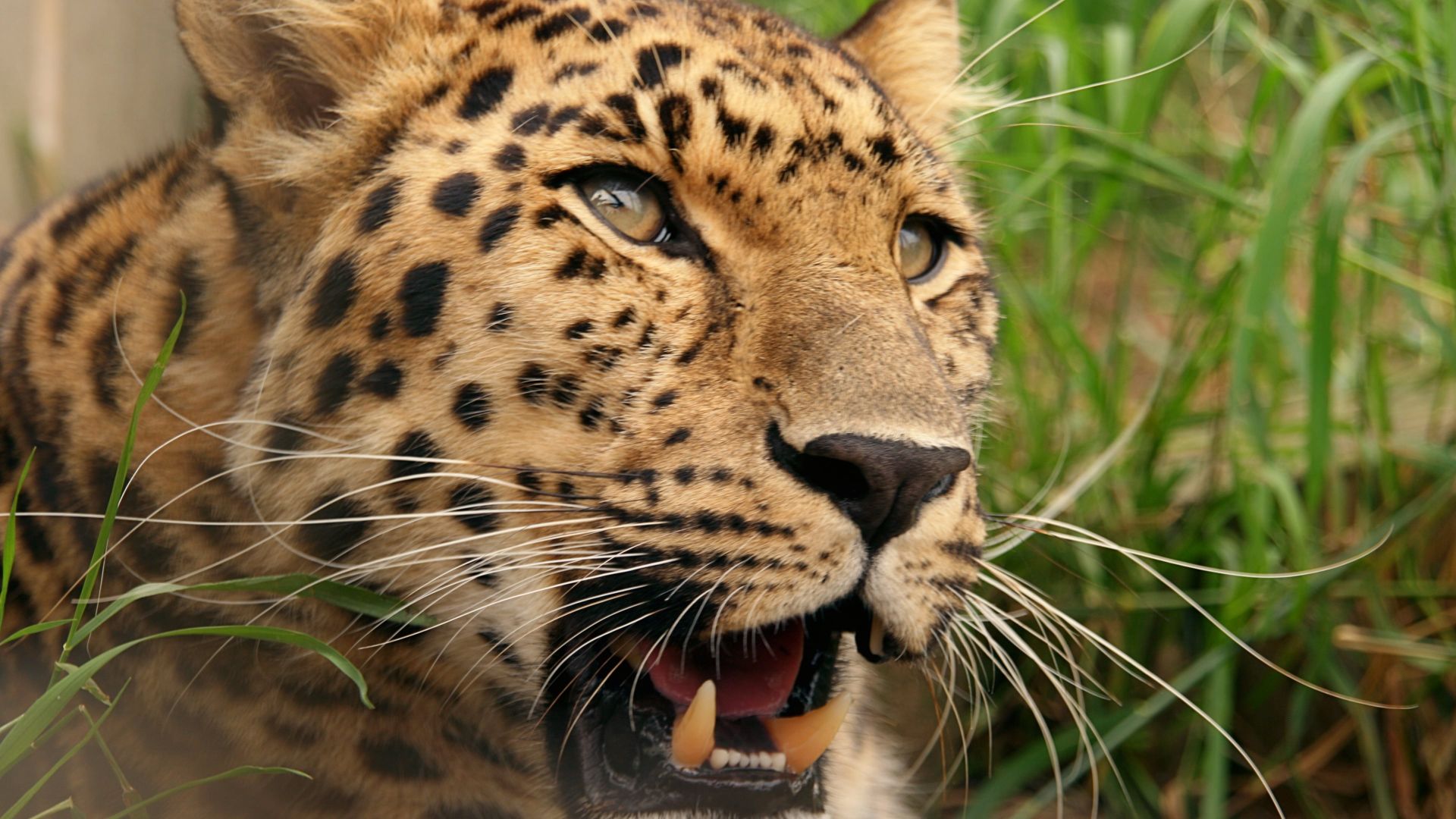 Wallpaper Leopard big cat animals