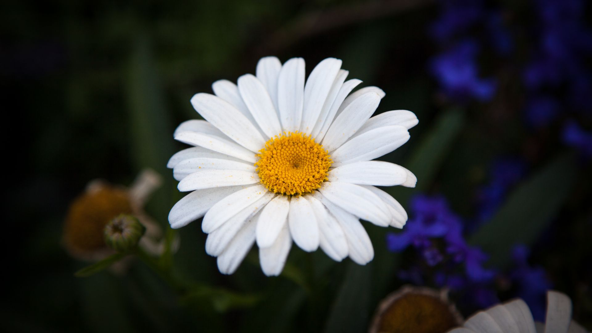 Wallpaper White Daisy, flowers, petals, beautiful