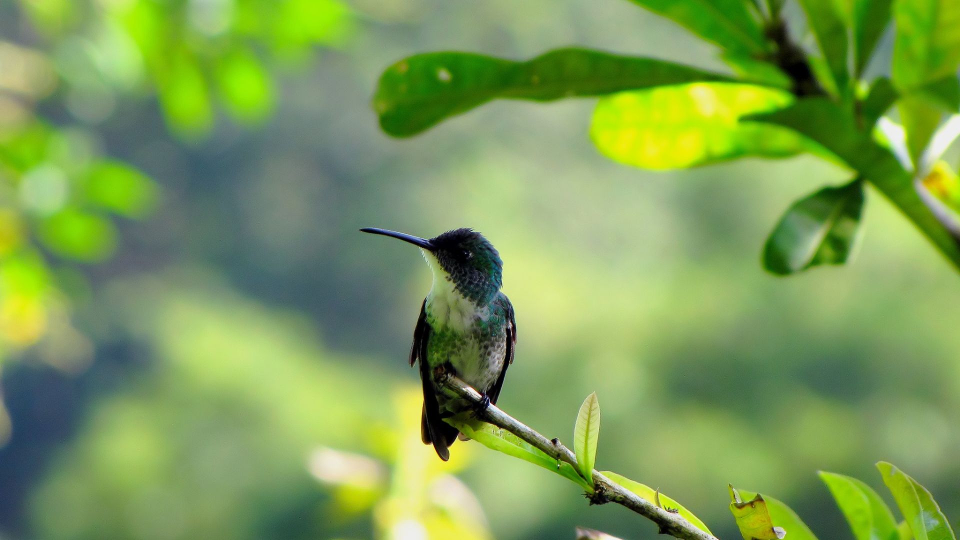 Wallpaper Hummingbird, cute birds, tree branch, sitting