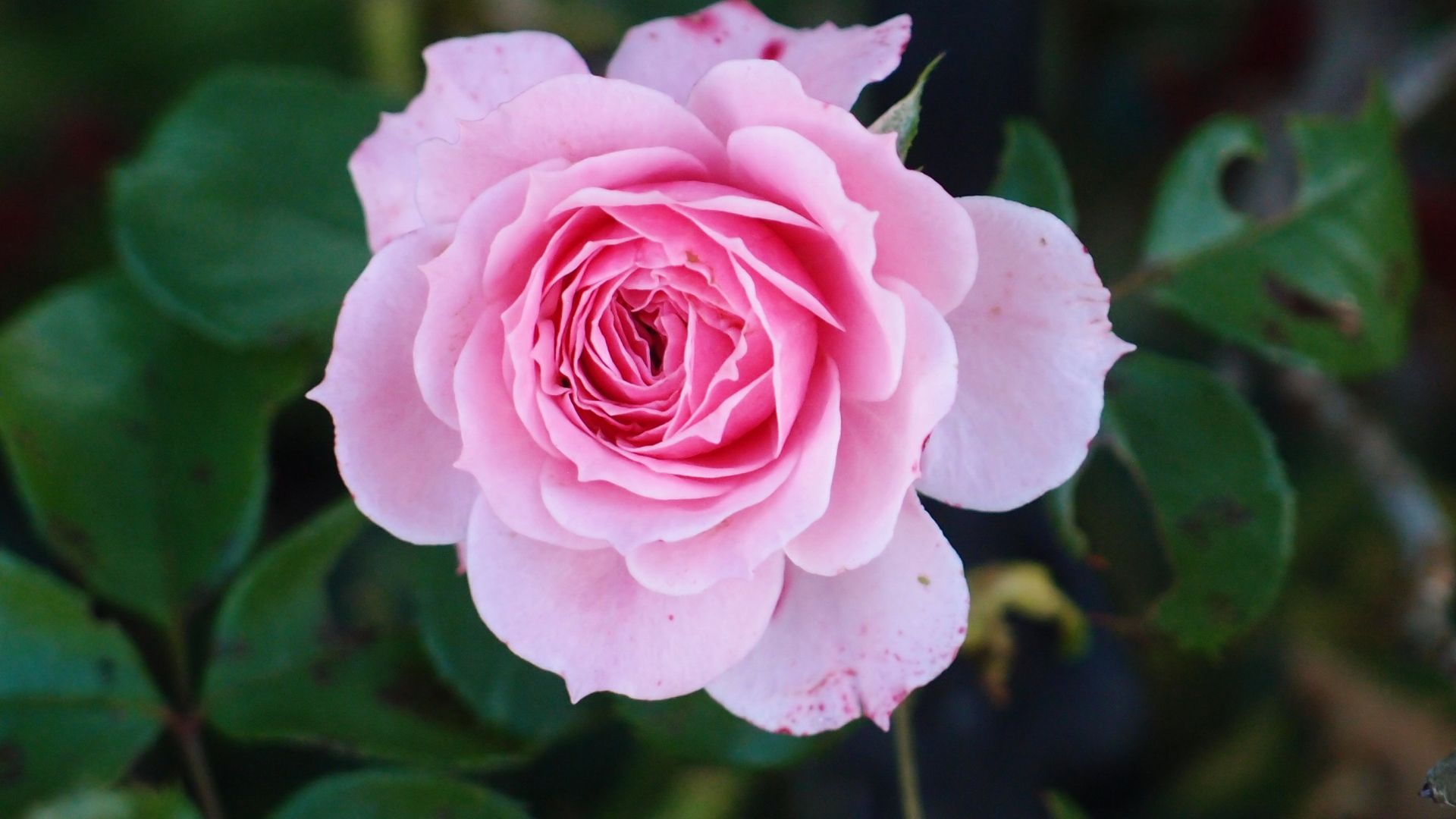 Wallpaper Rose flower close up