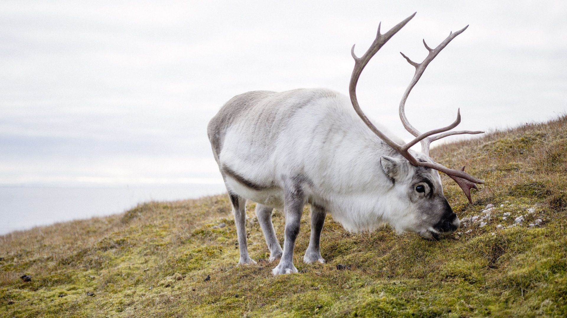 Wallpaper Reindeer animals