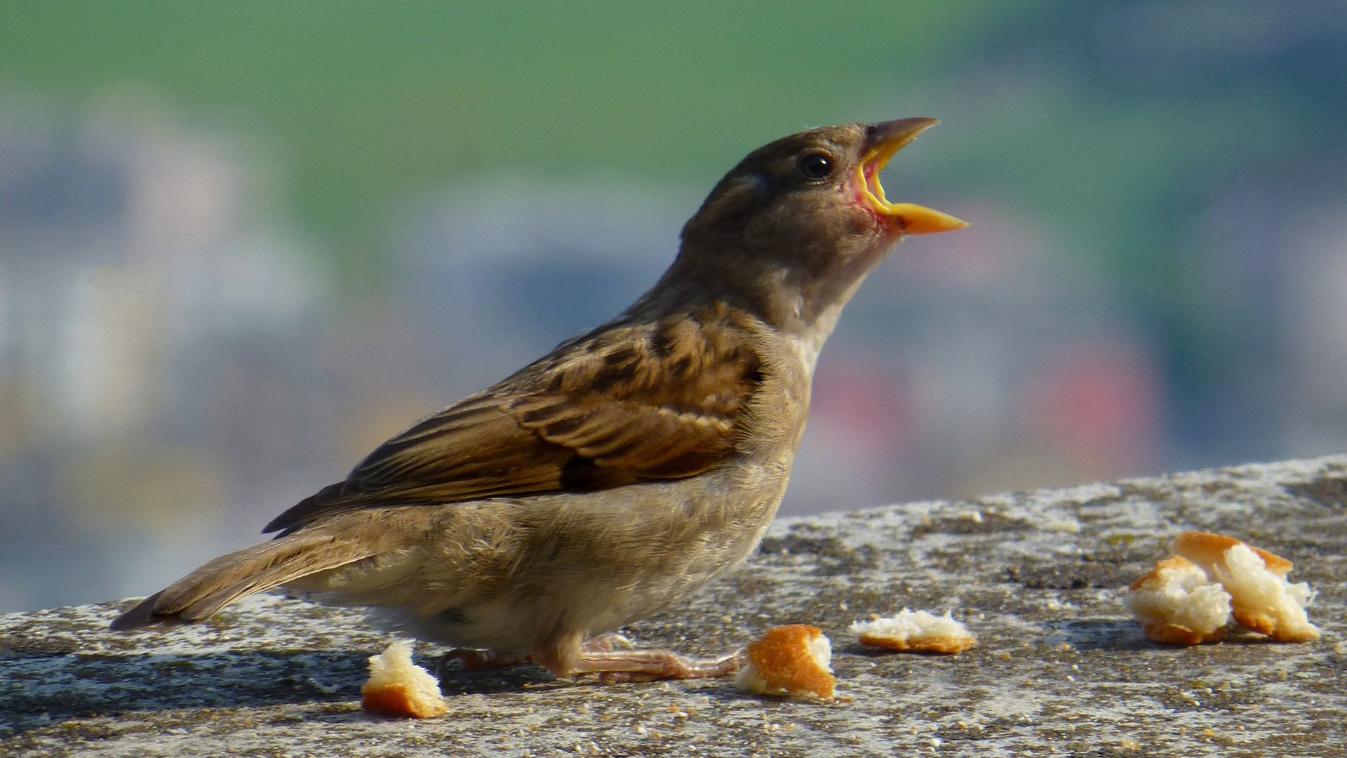 Wallpaper Sparrow, bird, eating bread