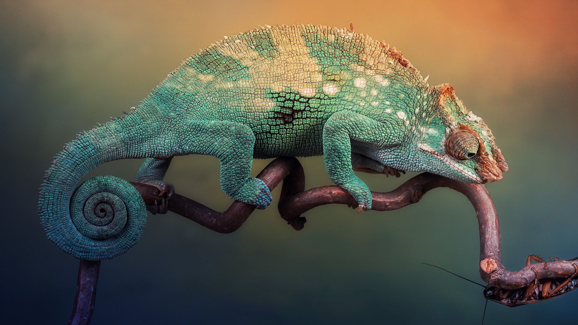 Wallpaper Chameleon lizard