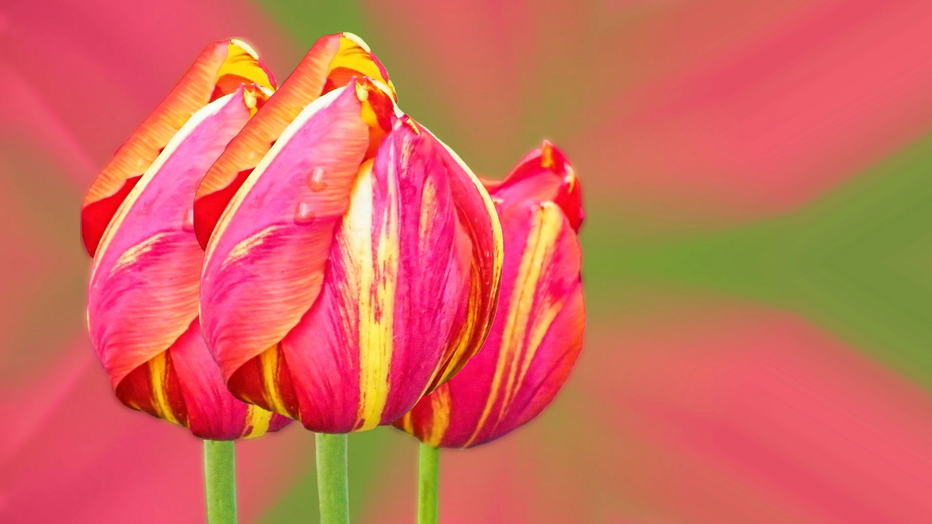 Wallpaper Tulips, Parrot Tulips, red yellow flowers