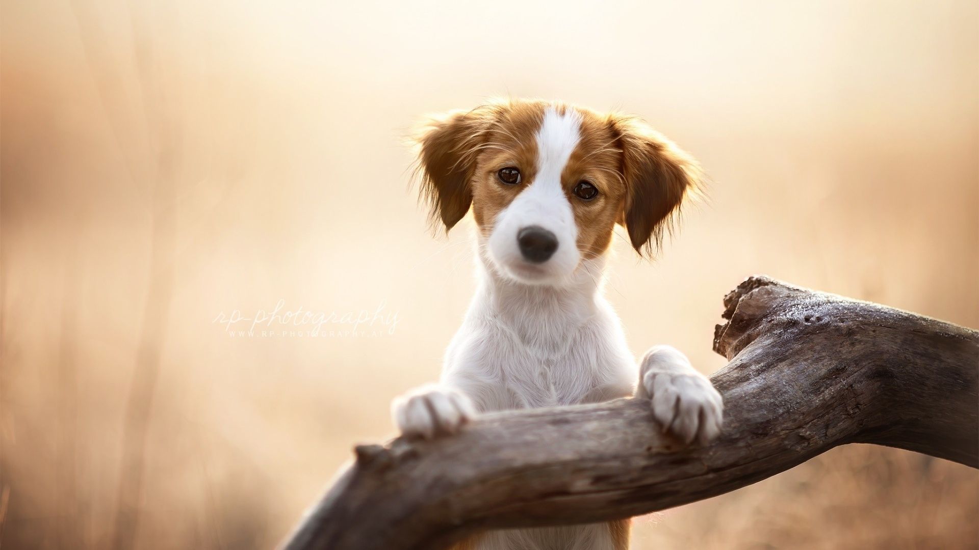 Wallpaper Cute dog, animal