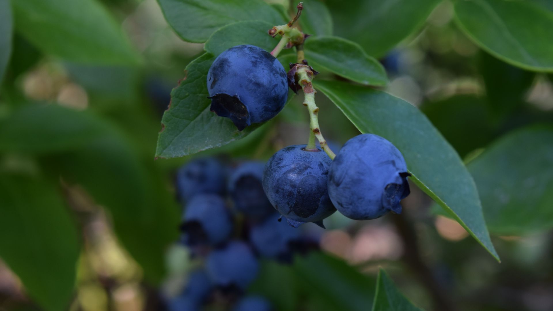 Wallpaper Blueberry, healthy fruits, close up