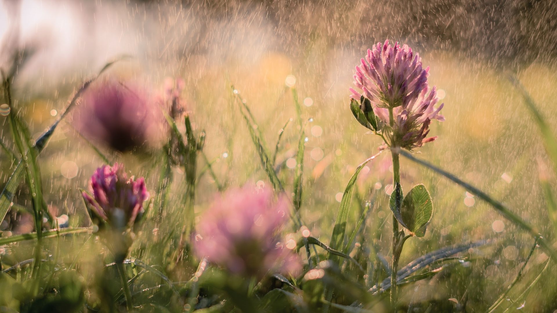 Wallpaper Rain, purple flowers, meadow, plants