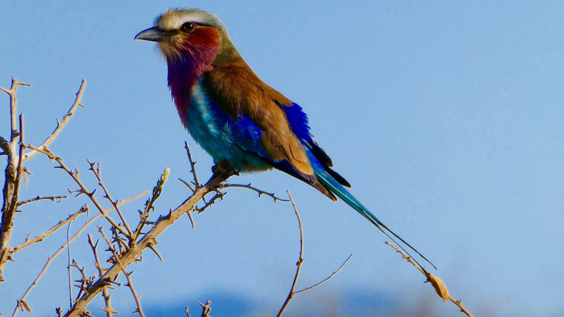 Wallpaper Lilac-breasted roller, sitting, colorful bird