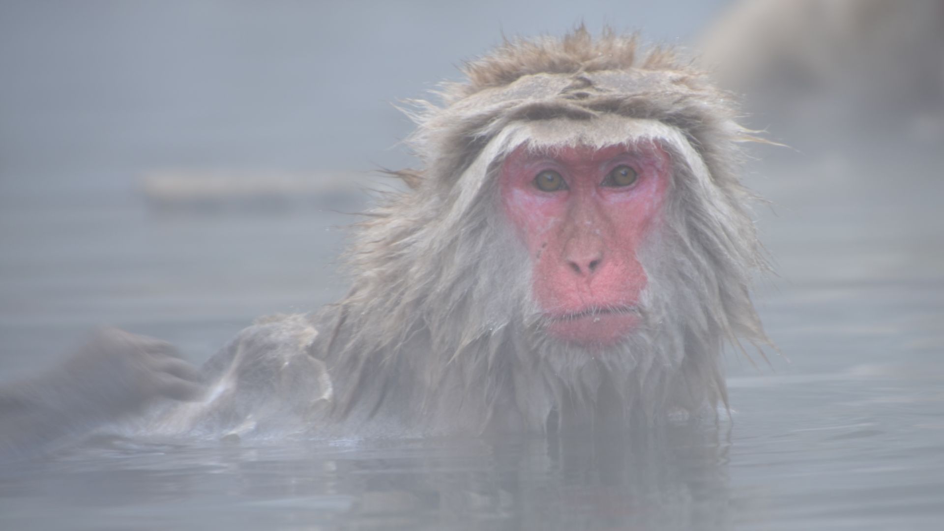 Wallpaper Japanese macaque, monkey, bath, face