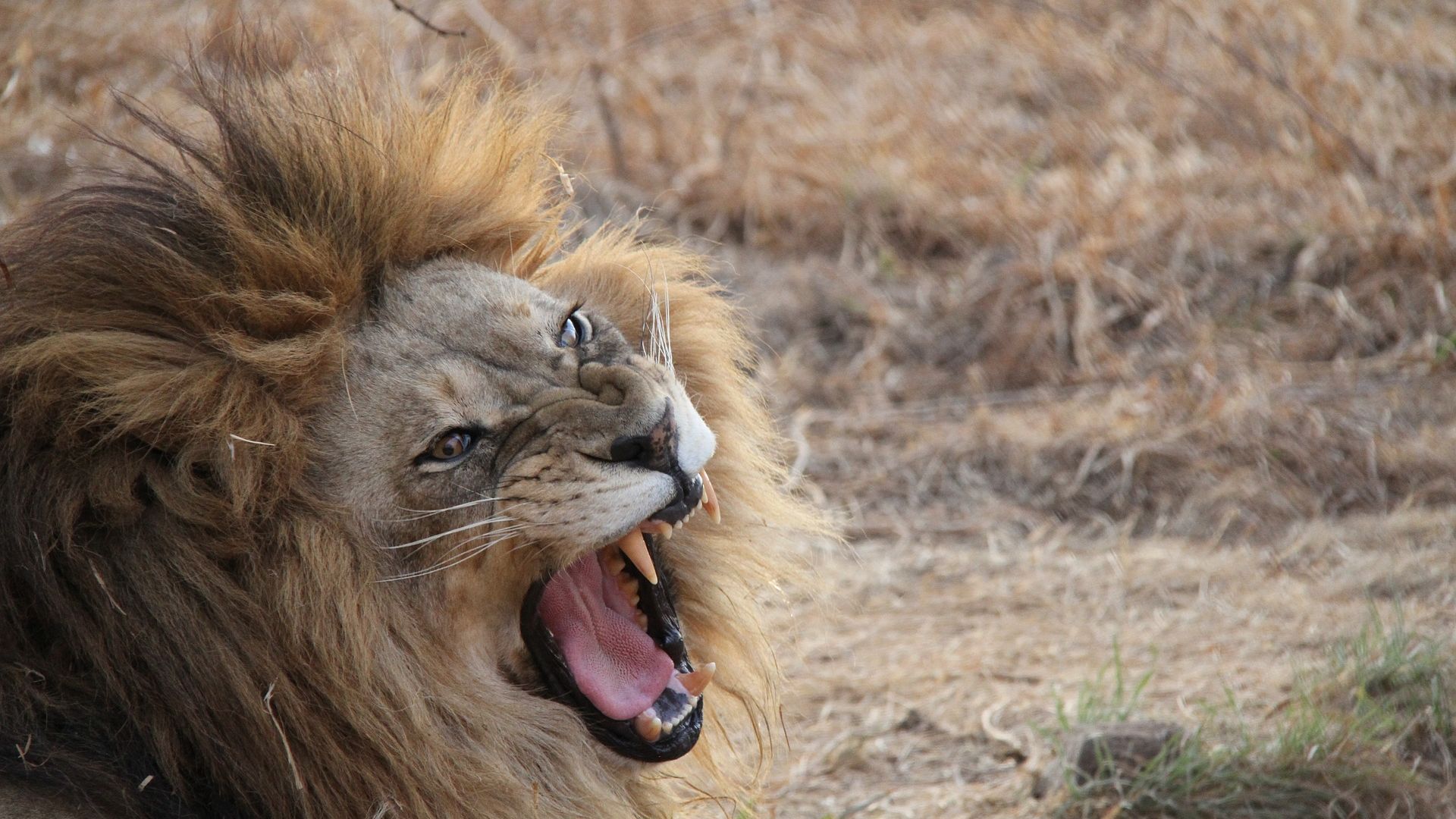 Wallpaper Angry lion, furry, meadow, roar