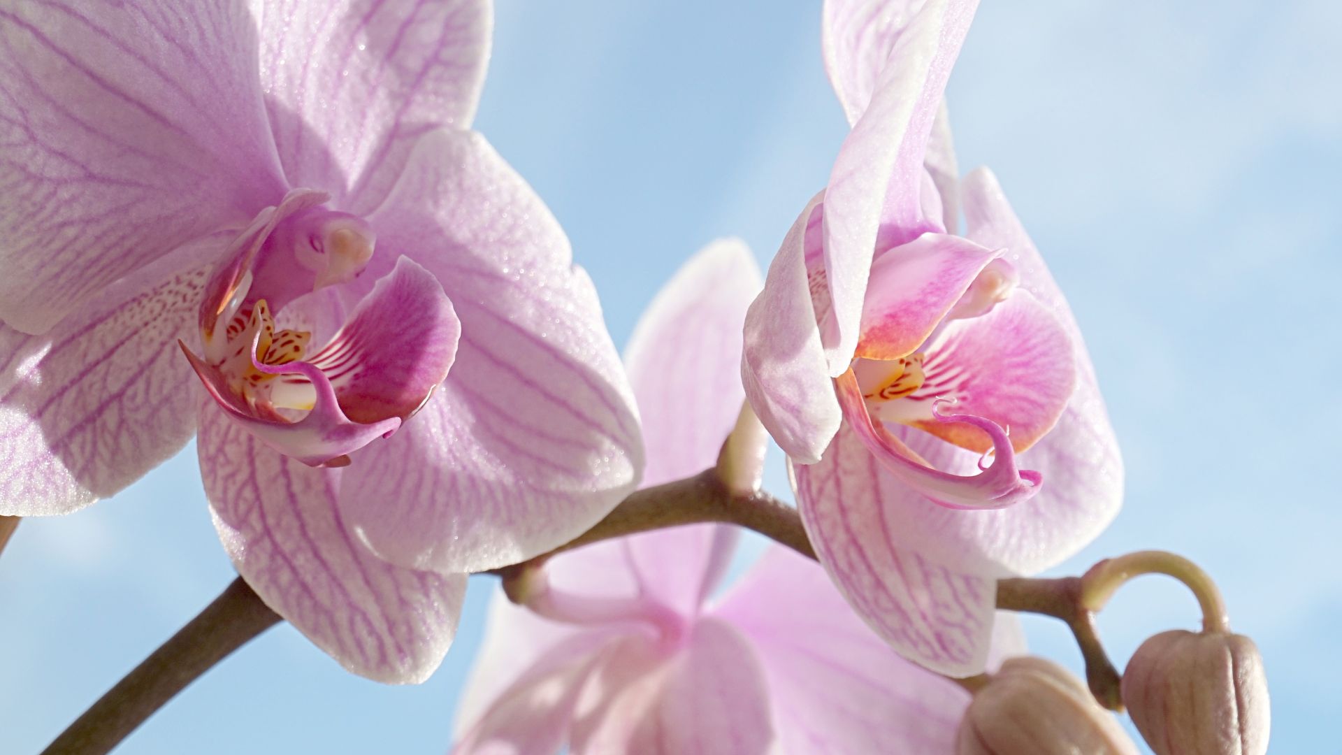 Wallpaper Orchid pink blossom flowers