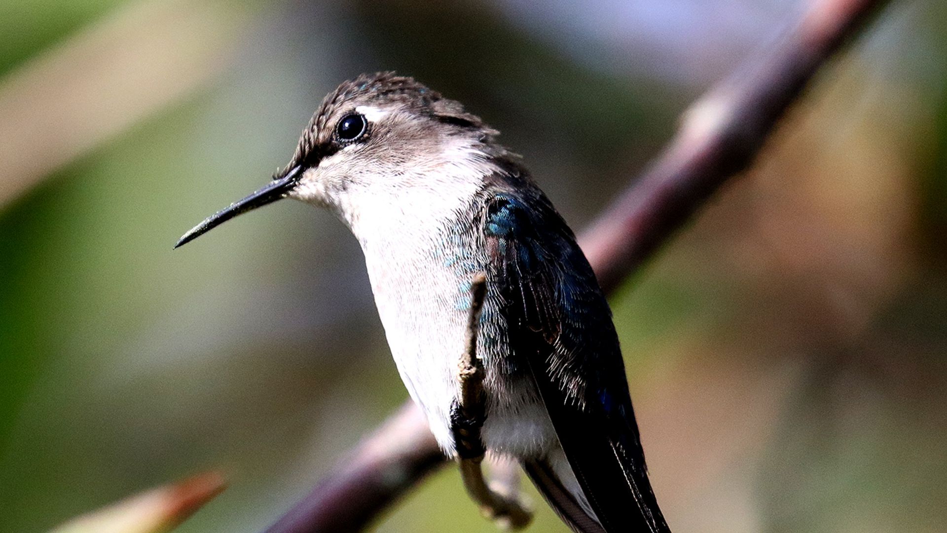 Wallpaper Cuba hummingbird, small bird