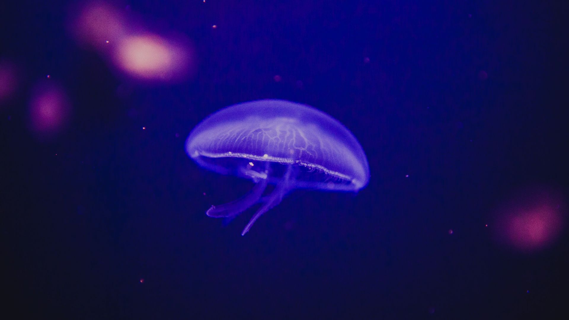 Wallpaper Jellyfish, underwater, glow