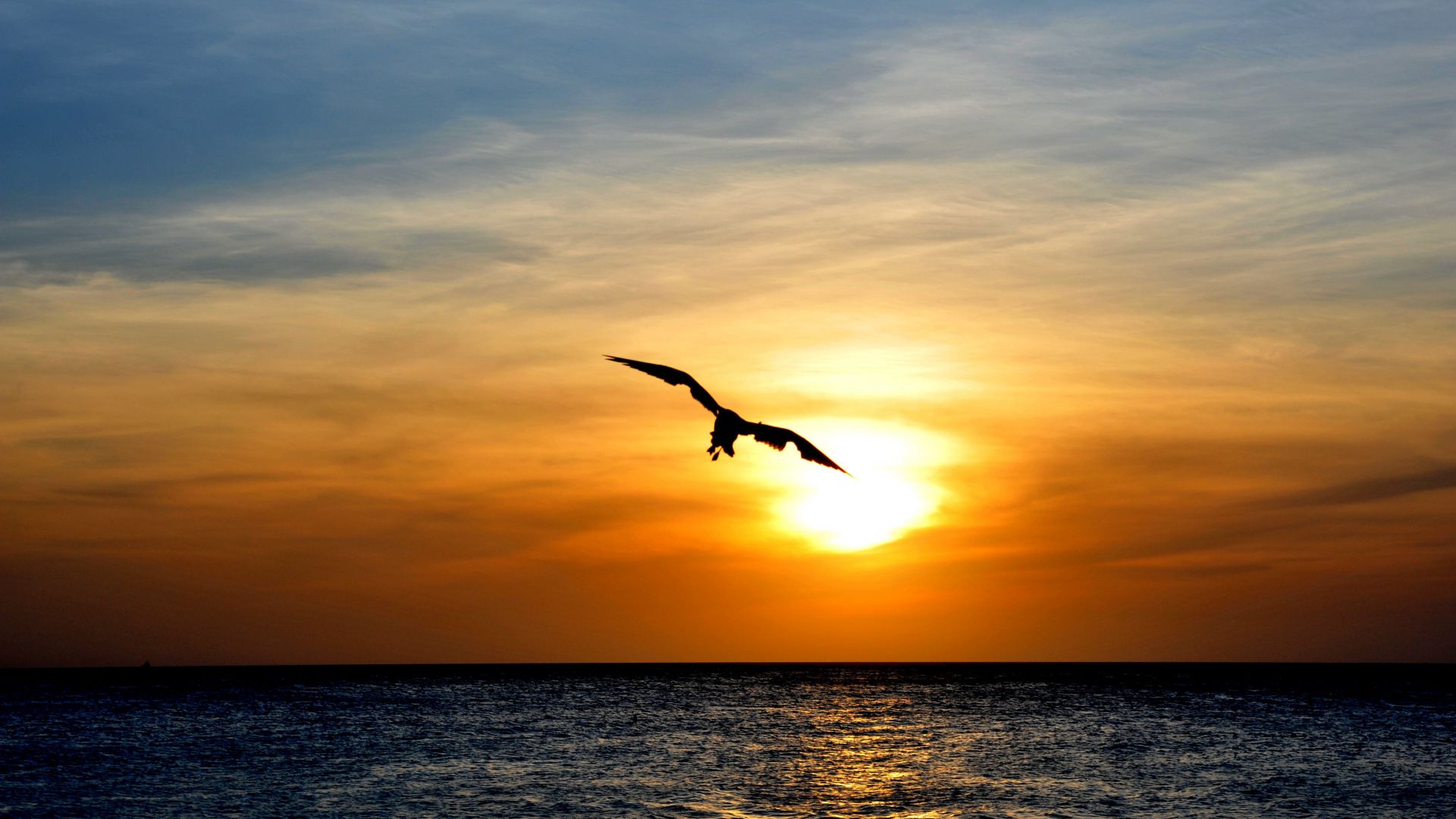 Wallpaper Bird flying over sea, sunset, skyline