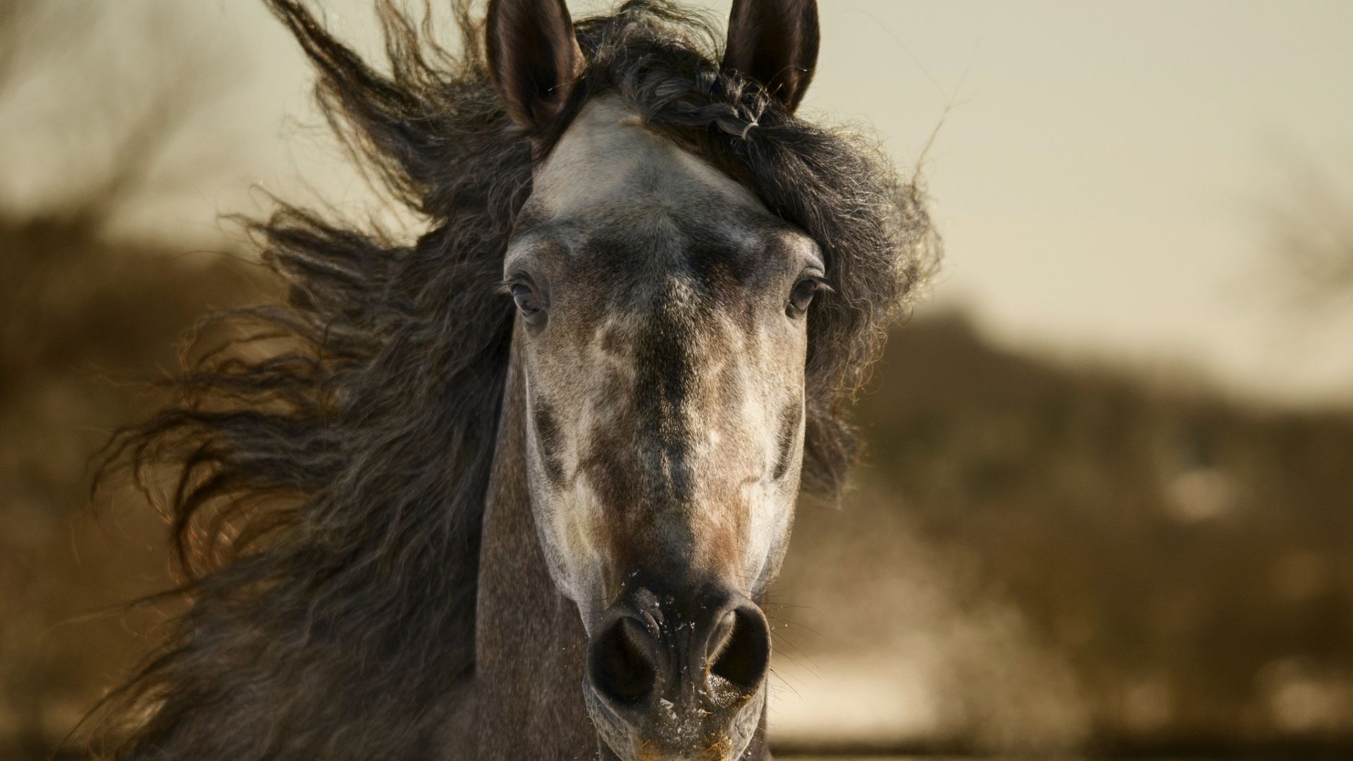 Wallpaper Horse muzzle, animal 